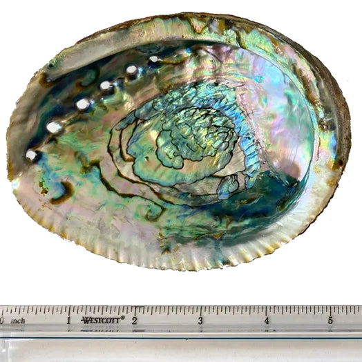 Abalone Shell Medium Smudge Bowl