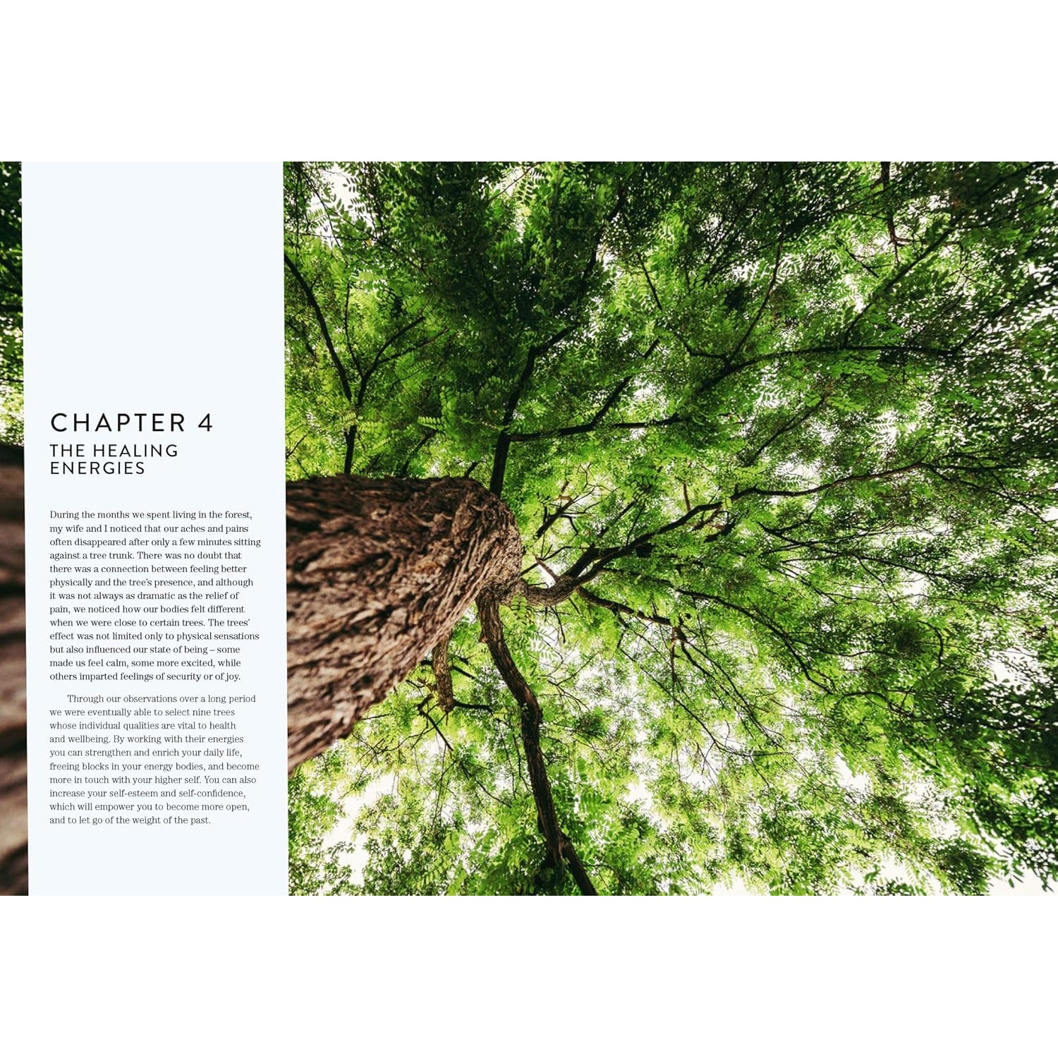 Healing Energies Of Trees - Texas Bookman