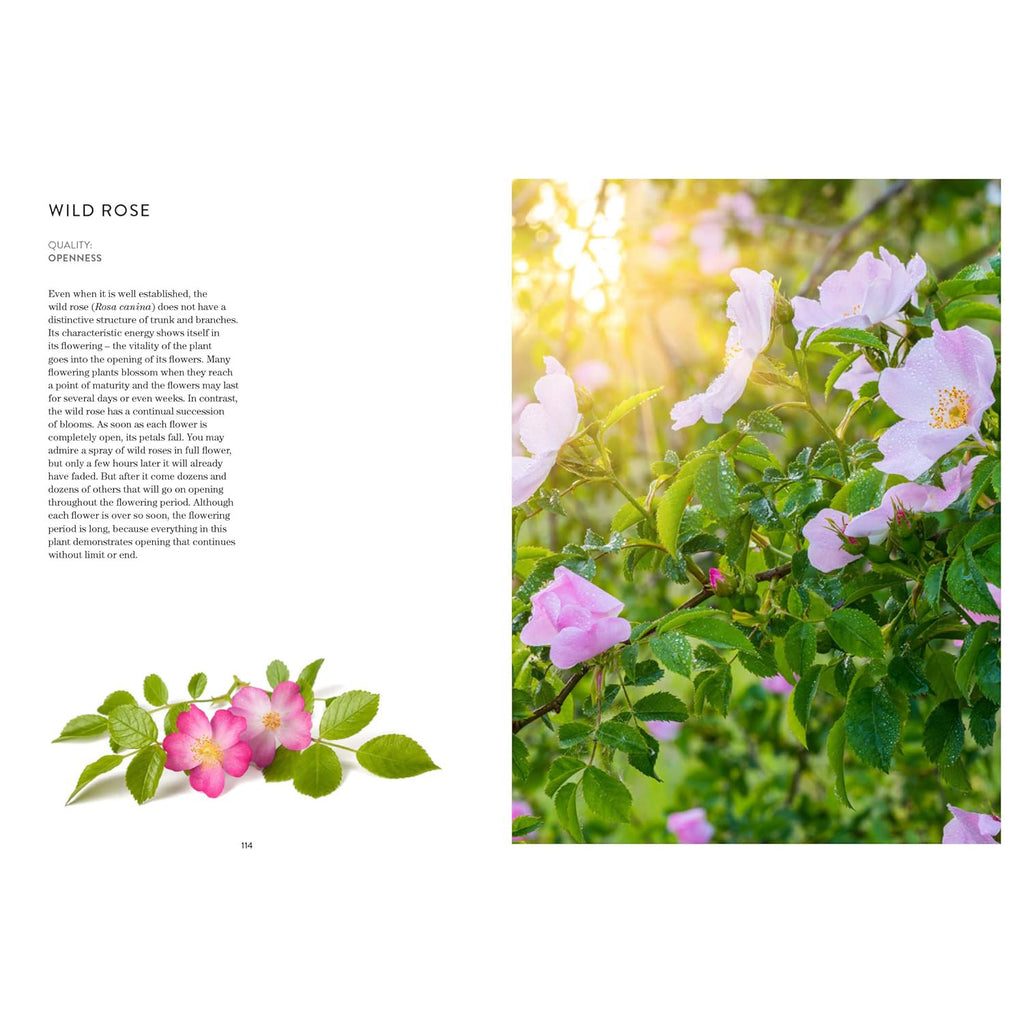 Healing Energies Of Trees - Texas Bookman
