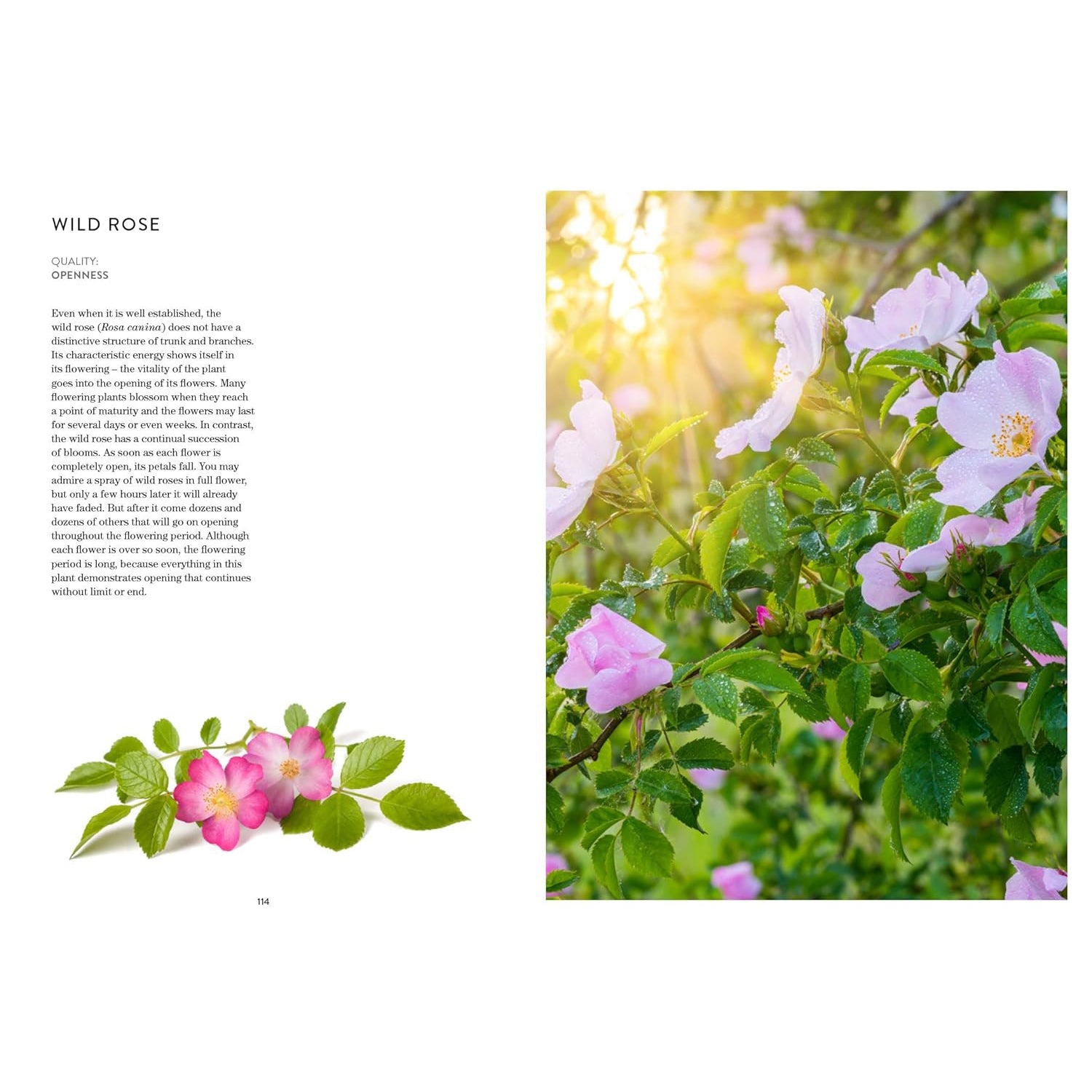 Healing Energies Of Trees - Texas Bookman