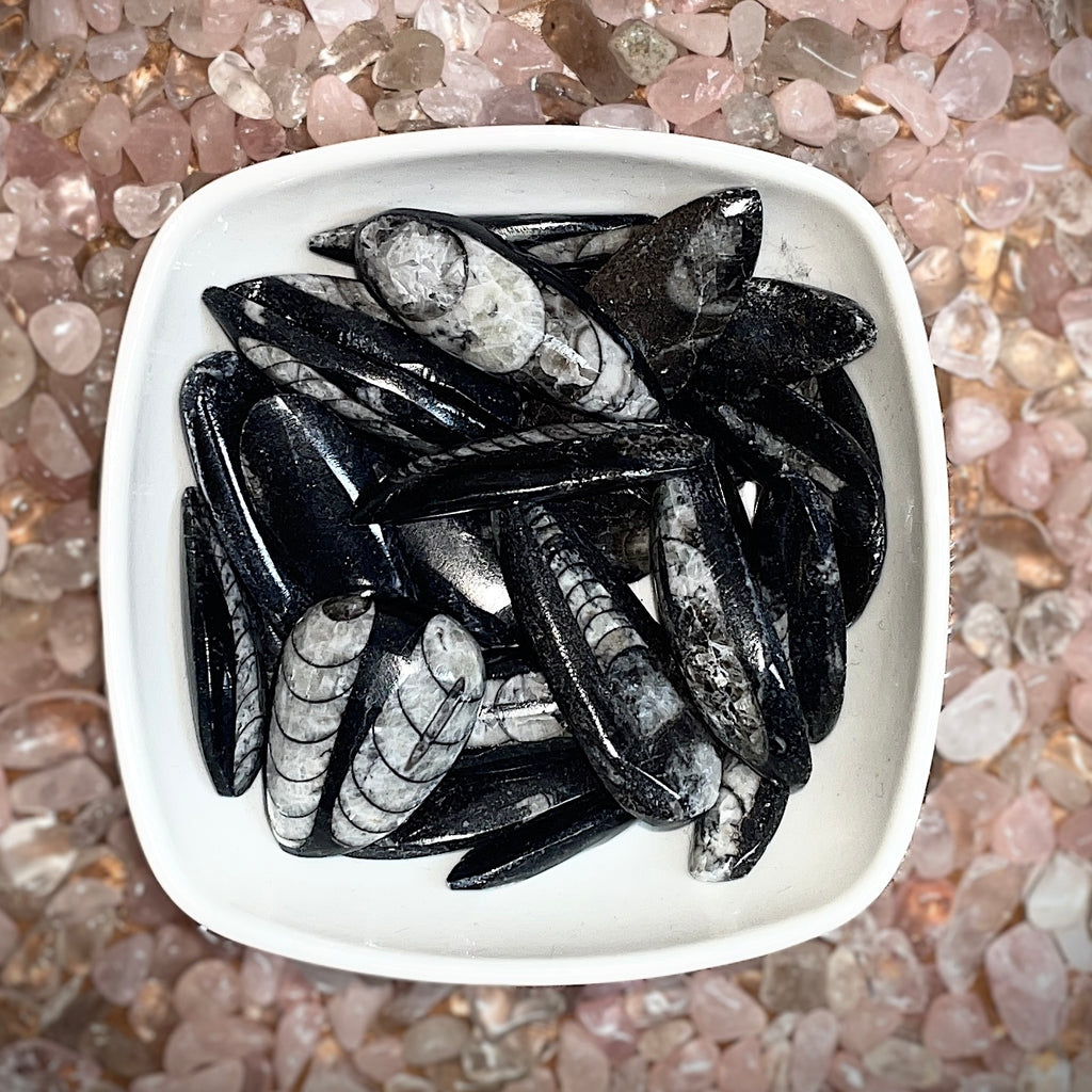 Orthoceras Fossil Tumbled Stone