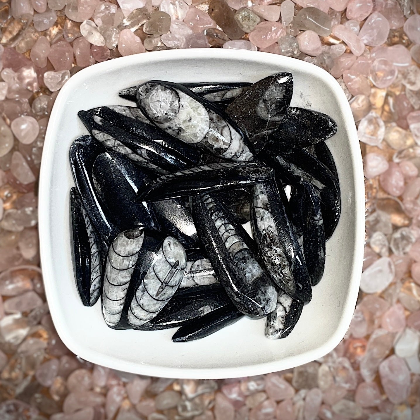 Orthoceras Fossil Tumbled Stone