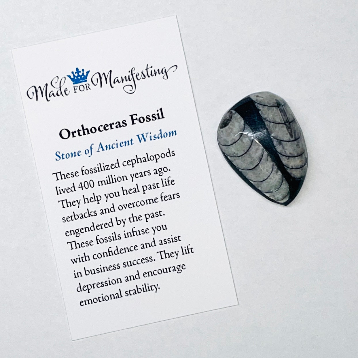 Orthoceras Fossil Tumbled Stone