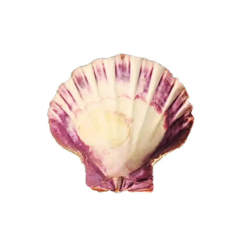 Lions Paw Shell Large Smudge Bowls - Faiza Naturals
